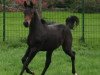 dressage horse Fred (Westphalian, 2017, from For Romance I)