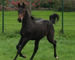 dressage horse Fred (Westphalian, 2017, from For Romance I)