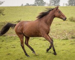 horse NN 2008 (Thoroughbred, 2008, from Dubawi xx)