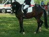 dressage horse Soraya 287 (Oldenburg, 2010, from Simonetti)