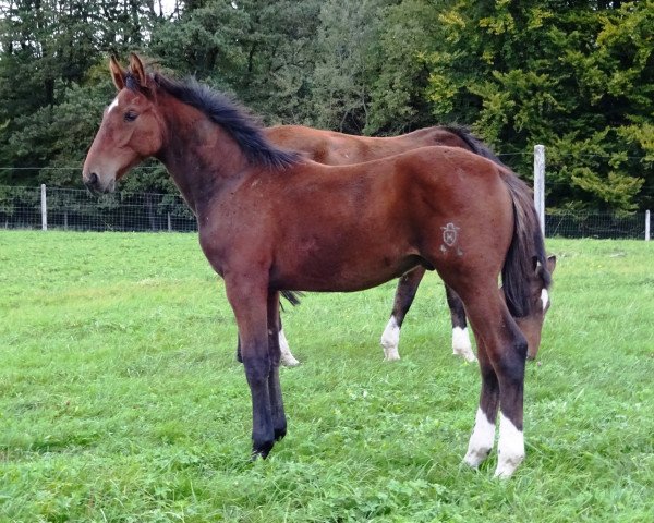 Deckhengst Kingmambo (Holsteiner, 2017, von Kingsroad)