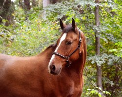 Springpferd Dang (Polnisches Warmblut, 2009, von Cenzus)