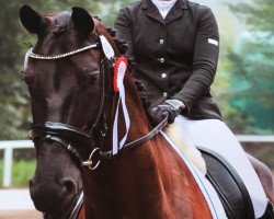 dressage horse Million Dollar Baby 5 (Oldenburg, 2013, from E.H. Millennium)