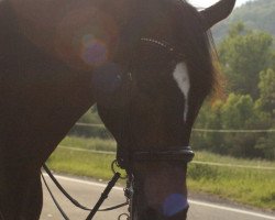 dressage horse Dallas 45 (Holsteiner, 2002, from Dream of Glory)