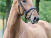 dressage horse Fürstenstein 8 (Hanoverian, 2012, from Fürst Nymphenburg)