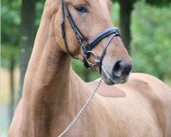 dressage horse Fürstenstein 8 (Hanoverian, 2012, from Fürst Nymphenburg)