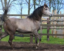 broodmare Anton (Arabian, 2010, from Acon)