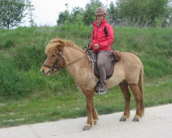 horse Andy van 't Kruiske (Iceland Horse, 1998, from Kari fra Haletra)