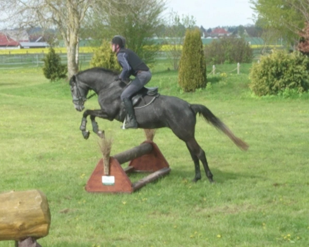 jumper Clair de Lune blanc RW (Trakehner, 2013, from Hirtentanz 2)