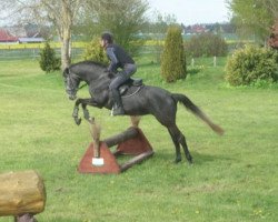 Springpferd Clair de Lune blanc RW (Trakehner, 2013, von Hirtentanz 2)