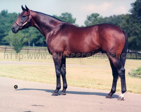 stallion Island Whirl xx (Thoroughbred, 1978, from Pago Pago xx)