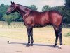 stallion Island Whirl xx (Thoroughbred, 1978, from Pago Pago xx)