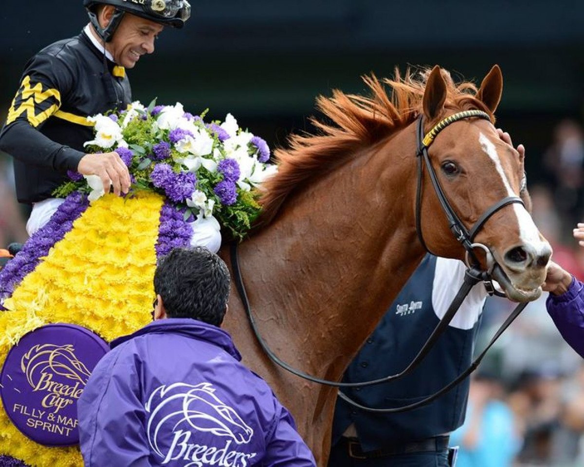 broodmare Judy the Beauty xx (Thoroughbred, 2009, from Ghostzapper xx)