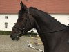 jumper Quizow (German Warmblood, 2011, from Quiz)