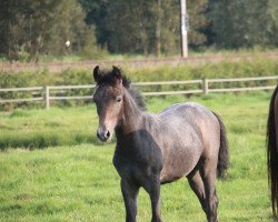 Springpferd Crimson of magico (Belgisches Warmblut, 2021, von Goliath van de Groenweg)