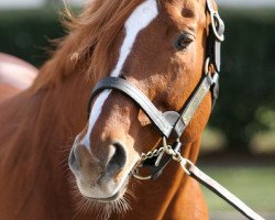 stallion Gilded Time xx (Thoroughbred, 1990, from Timeless Moment xx)