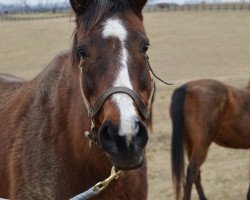 broodmare Baby Zip xx (Thoroughbred, 1991, from Relaunch xx)