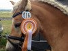 dressage horse Ampere's Lorano (Haflinger, 2011, from Ampere)