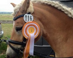 dressage horse Ampere's Lorano (Haflinger, 2011, from Ampere)