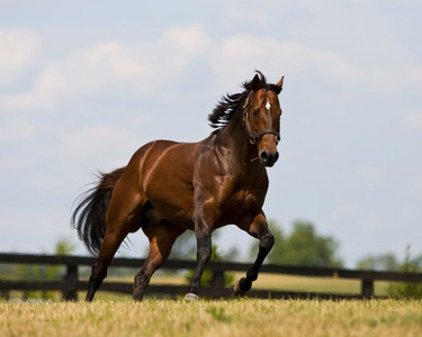 stallion Ghostzapper xx (Thoroughbred, 2000, from Awesome Again xx)