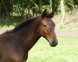 dressage horse Barnabas L (Oldenburg, 2017, from Belissimo NRW)