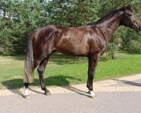 Springpferd Nico Uno (Holsteiner, 2014, von Numero Uno)