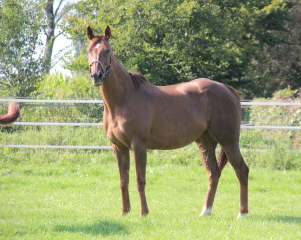 broodmare liliane (Thoroughbred, 2012, from Tertullian xx)