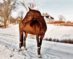 Springpferd La Luna (Sachsen-Anhaltiner, 2002, von Lafitte)