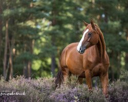 dressage horse Red Rose 21 (Hanoverian, 2007, from Rascalino)