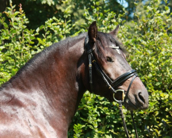 horse Luan (Bosniak, 2010, from Luca)