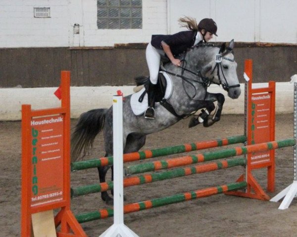 jumper Philipp 104 (German Riding Pony, 2008, from Pilatus)