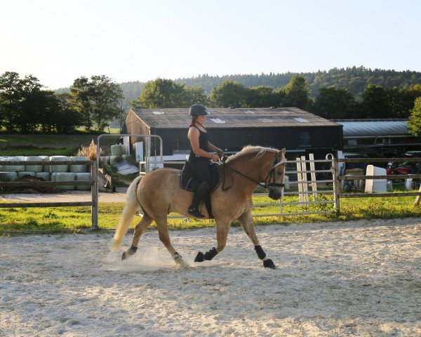 dressage horse Atlantico (Haflinger, 2009, from Aberlord)
