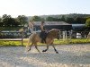 dressage horse Atlantico (Haflinger, 2009, from Aberlord)