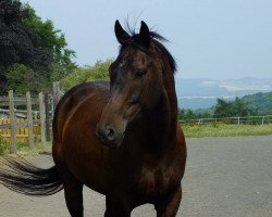 jumper Avanti (Trakehner, 2012, from First Flight Spirit)