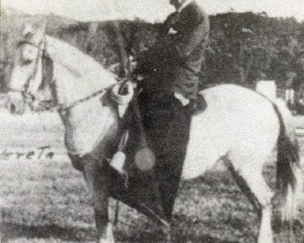 broodmare Pandereta (Paso Fino,  , from Profeta)