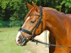 dressage horse Dr. Watson 9 (Hanoverian, 2004, from Don Cavallo)