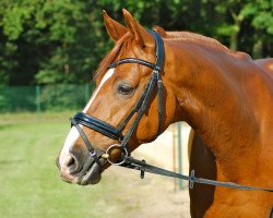 dressage horse Dr. Watson 9 (Hanoverian, 2004, from Don Cavallo)