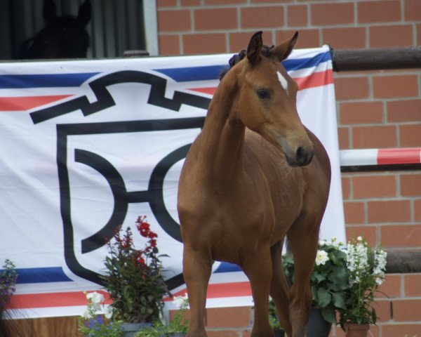 dressage horse Ostara V (Holsteiner, 2021, from Goldball)