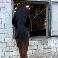 dressage horse Sigurdson (Hanoverian, 2018, from Secret)