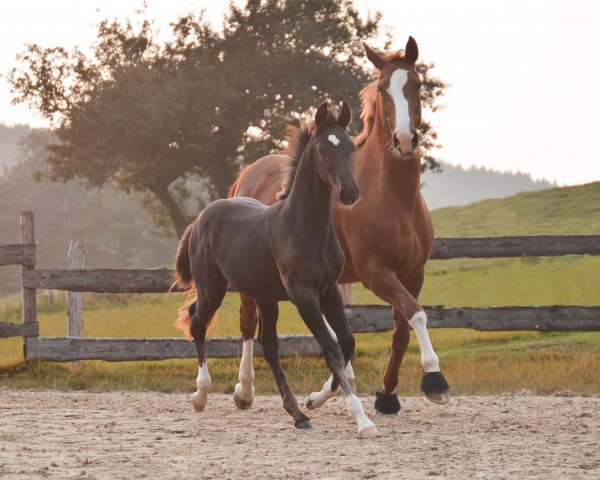 horse Fabio DJ (Hanoverian, 2017, from Forrest Gump)