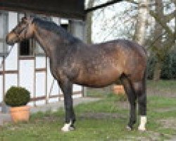 broodmare Sugarbabe P (Hanoverian, 2004, from Silvio I)