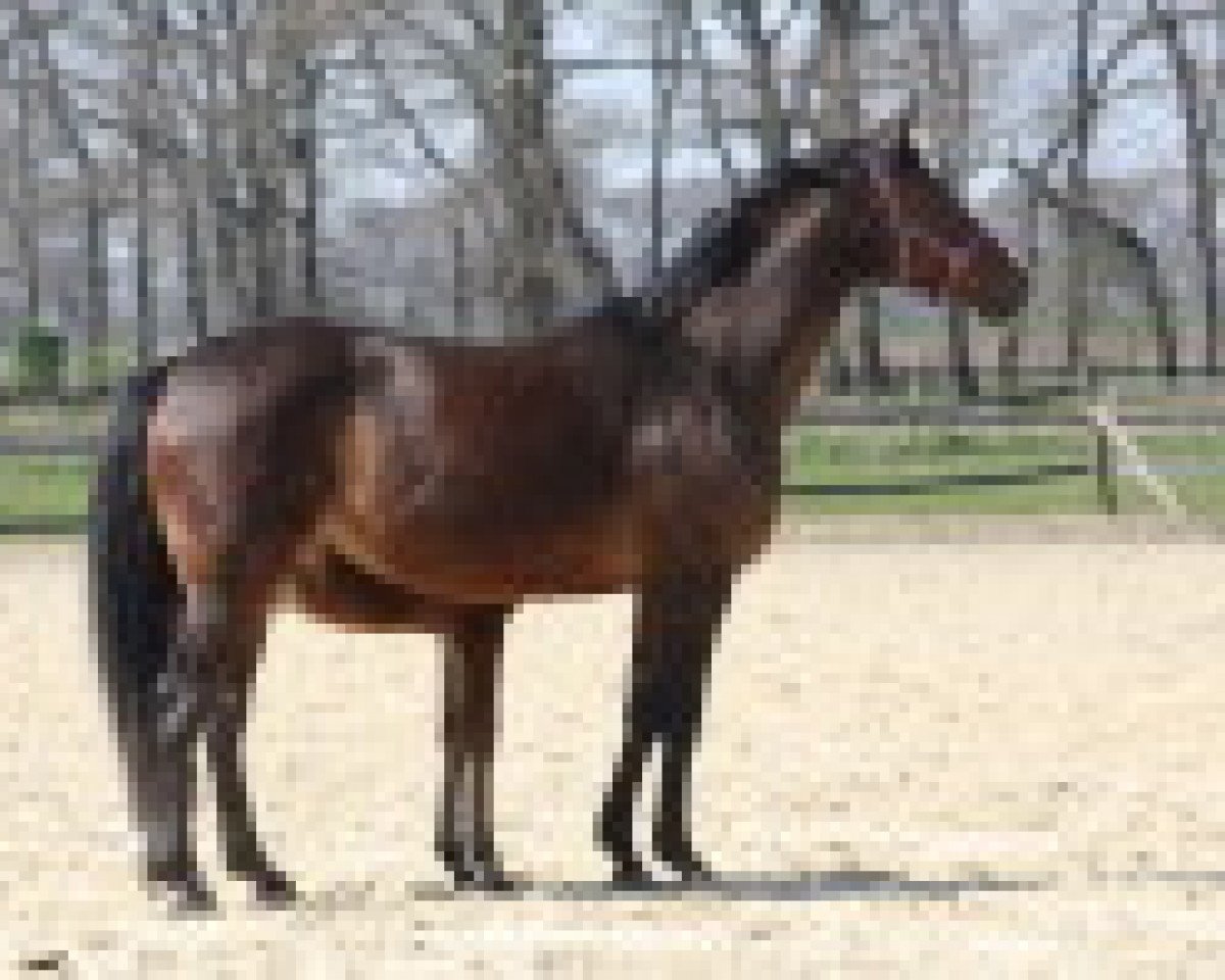 broodmare Laura P (Hanoverian, 1993, from Lauries Crusador xx)