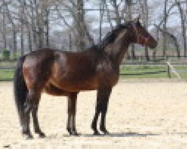 broodmare Laura P (Hanoverian, 1993, from Lauries Crusador xx)
