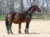 broodmare Laura P (Hanoverian, 1993, from Lauries Crusador xx)