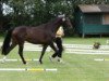 broodmare Quivive P (Hanoverian, 2007, from Quality 9)