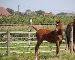 Pferd c'est vigorosso de magico (Belgisches Warmblut, 2021, von Howard d'Été)