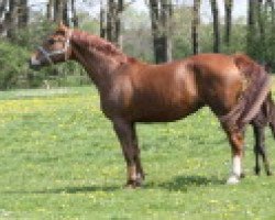 broodmare Ella P (Hanoverian, 1997, from Espri)