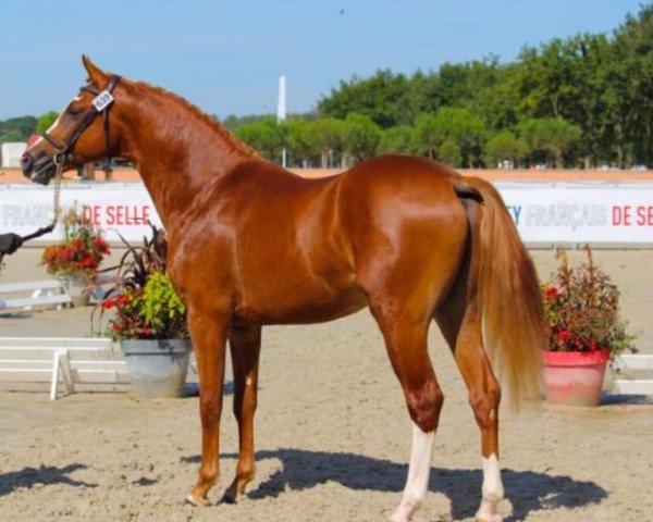 stallion Howard d'Été (Selle Français, 2017, from Heartbreaker)