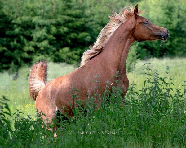 broodmare MS Moyna (Arabian thoroughbred, 2015, from Mouammar ox)