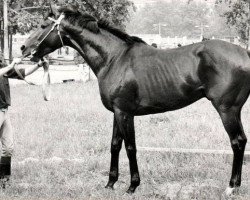 stallion Gavial (Thoroughbred, 1986, from Whitstead xx)